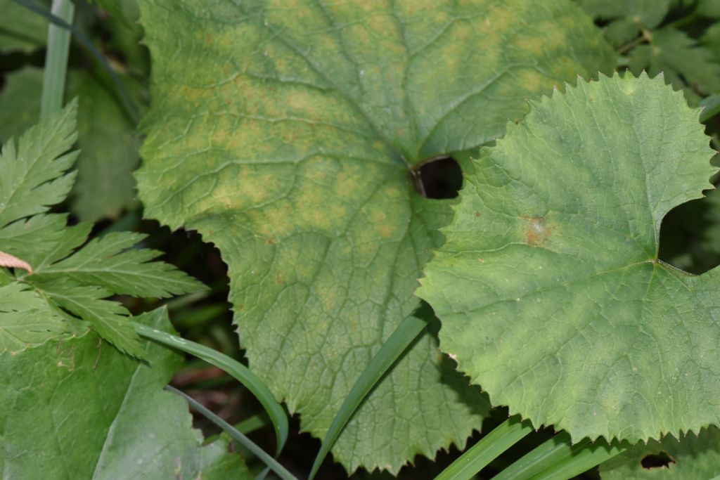Pianta da id Friuli lungo un torrente