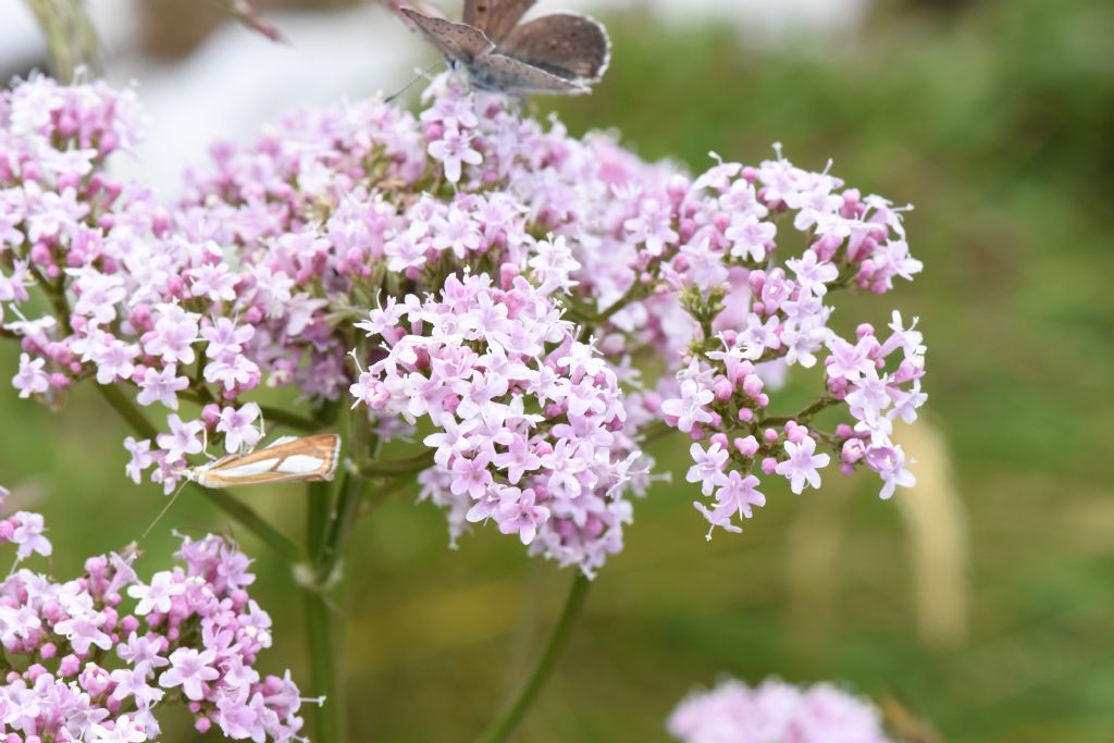 Pianta altopiano Montasio (Ud), da id