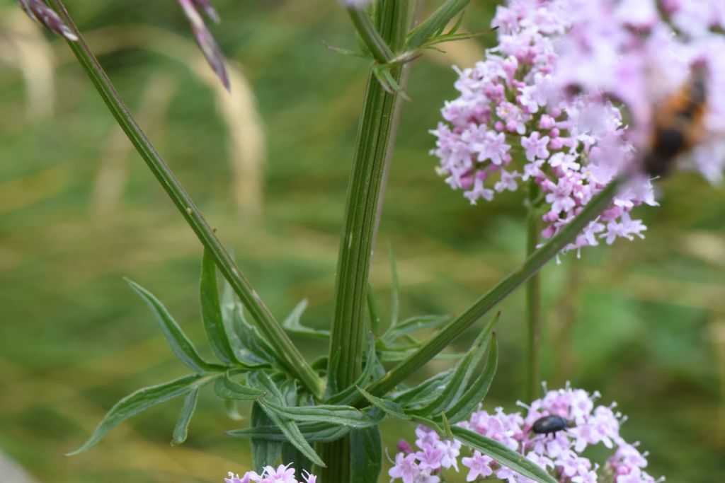 Pianta altopiano Montasio (Ud), da id