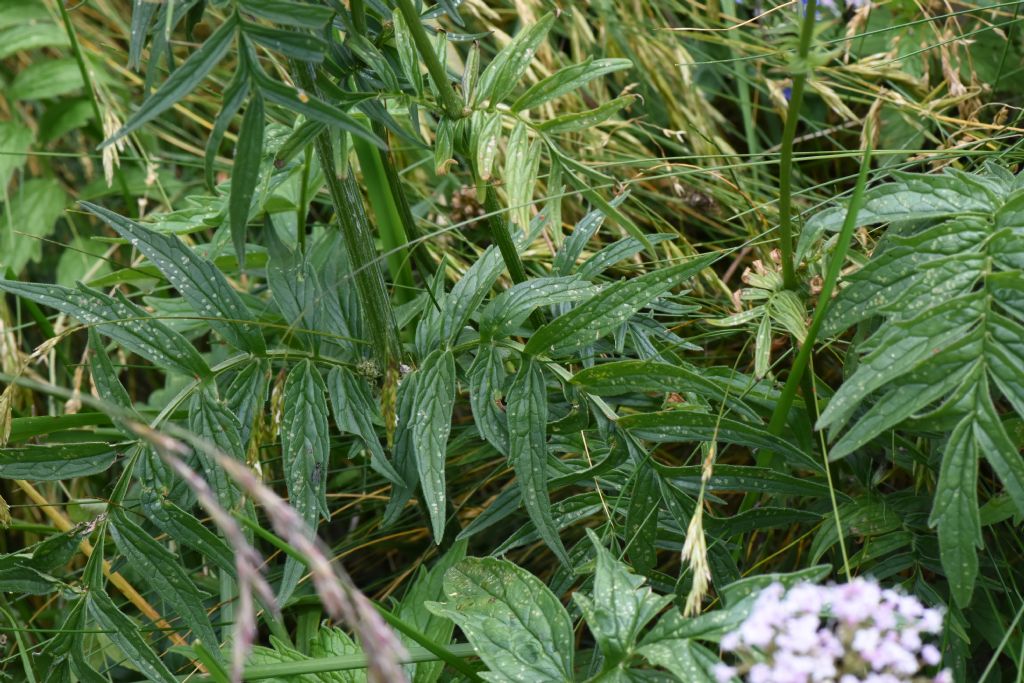 Pianta altopiano Montasio (Ud), da id