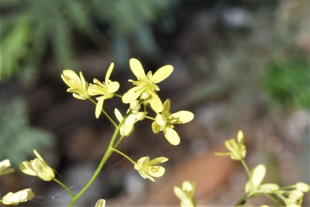 Biscutella in Provenza (Francia) da id