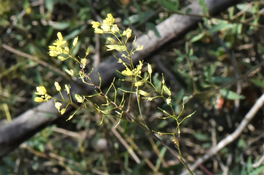 Biscutella in Provenza (Francia) da id
