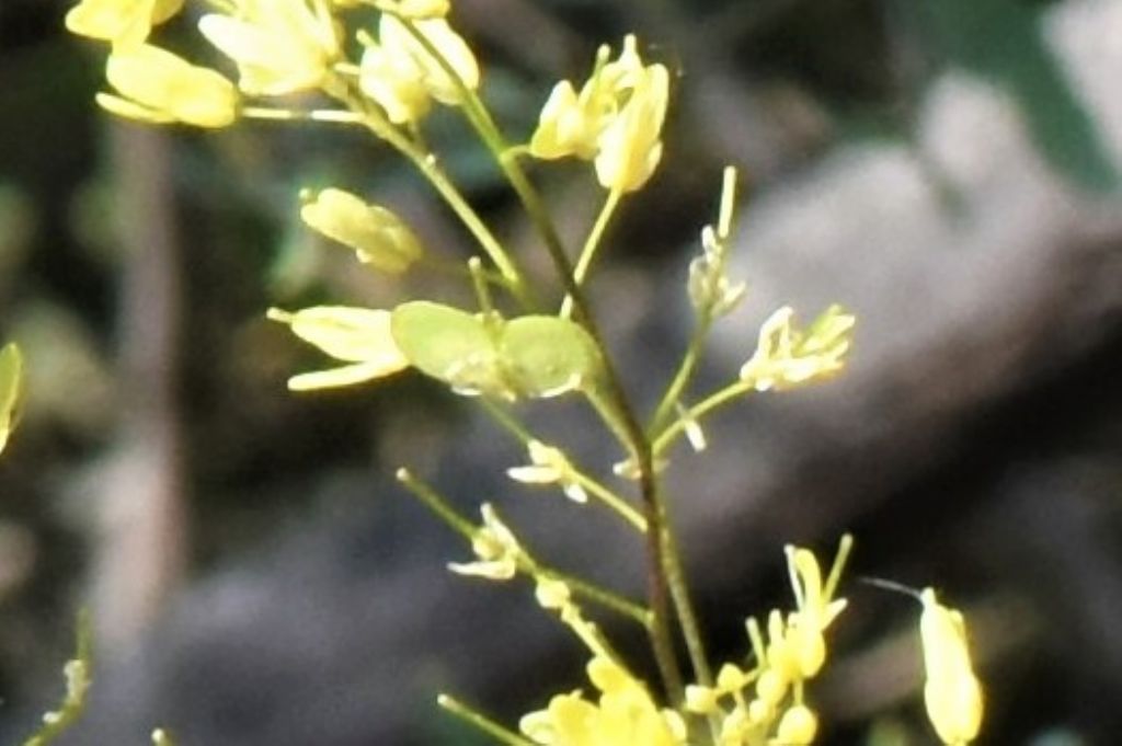 Biscutella in Provenza (Francia) da id