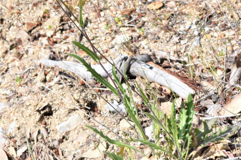 Biscutella in Provenza (Francia) da id