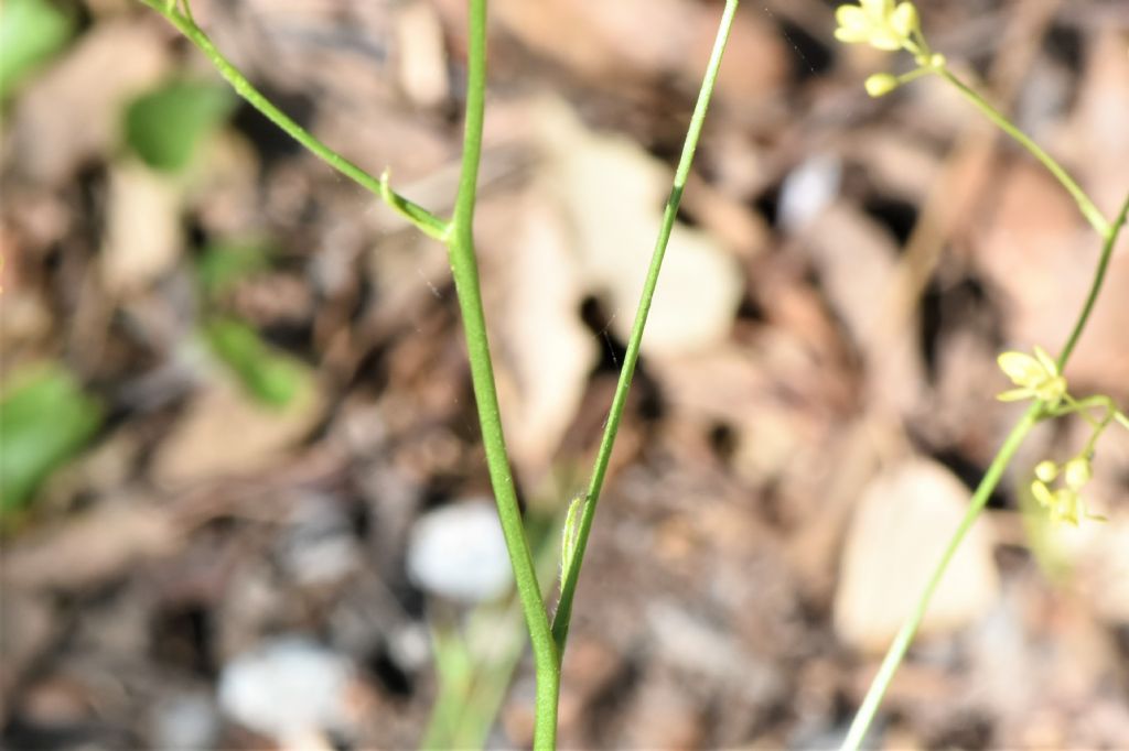 Biscutella in Provenza (Francia) da id