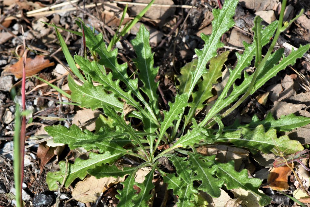 Biscutella in Provenza (Francia) da id