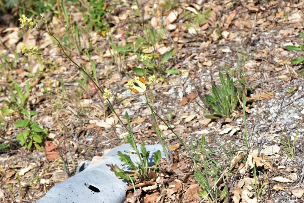 Biscutella in Provenza (Francia) da id