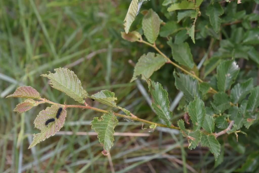 Pianta nutrice da determinare