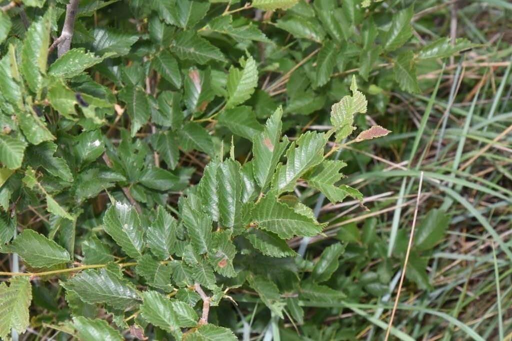 Pianta nutrice da determinare