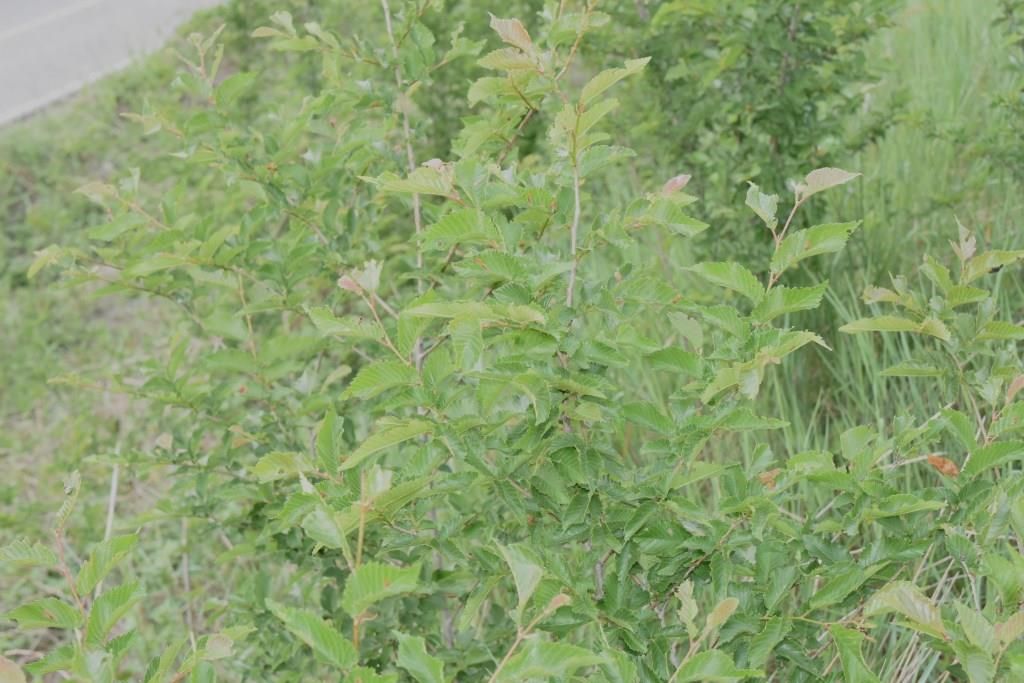 Pianta nutrice da determinare