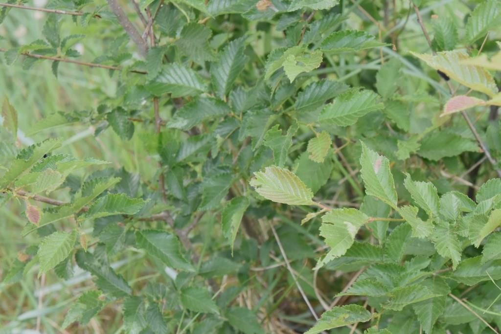 Pianta nutrice da determinare
