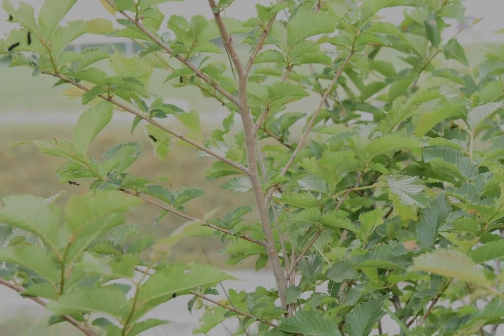 Pianta nutrice da determinare