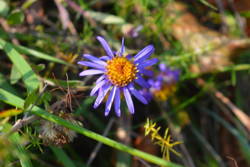 Symphyotrichum novi-belgii