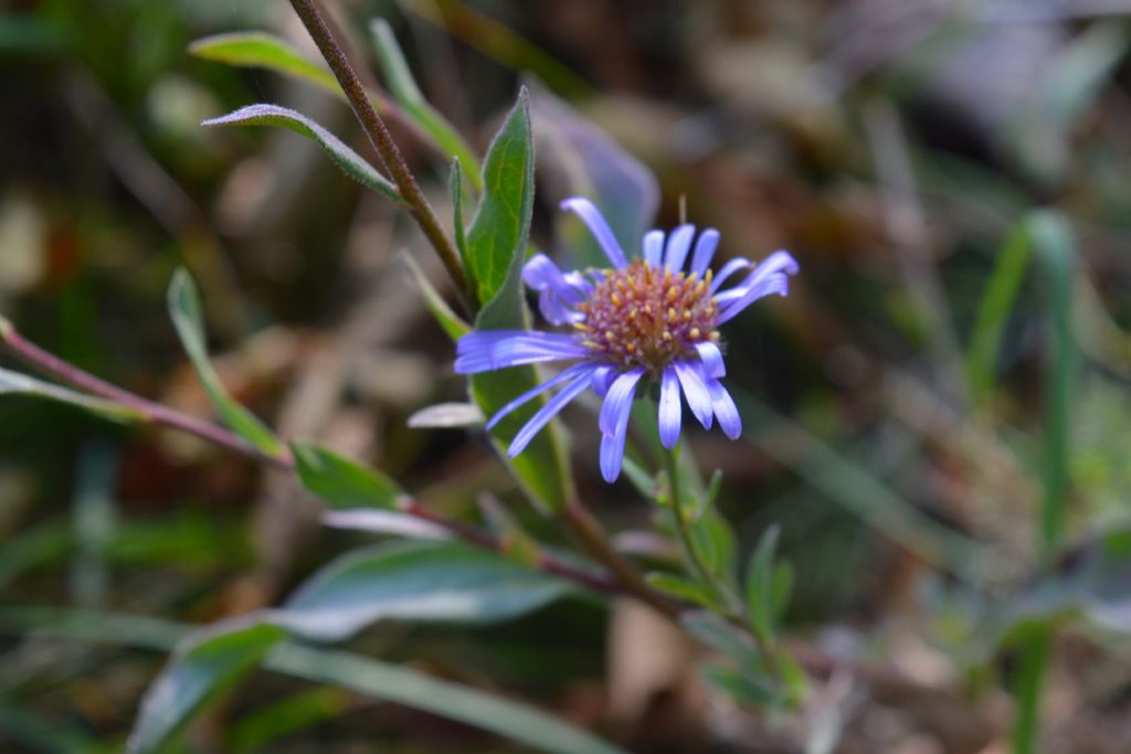 Symphyotrichum novi-belgii