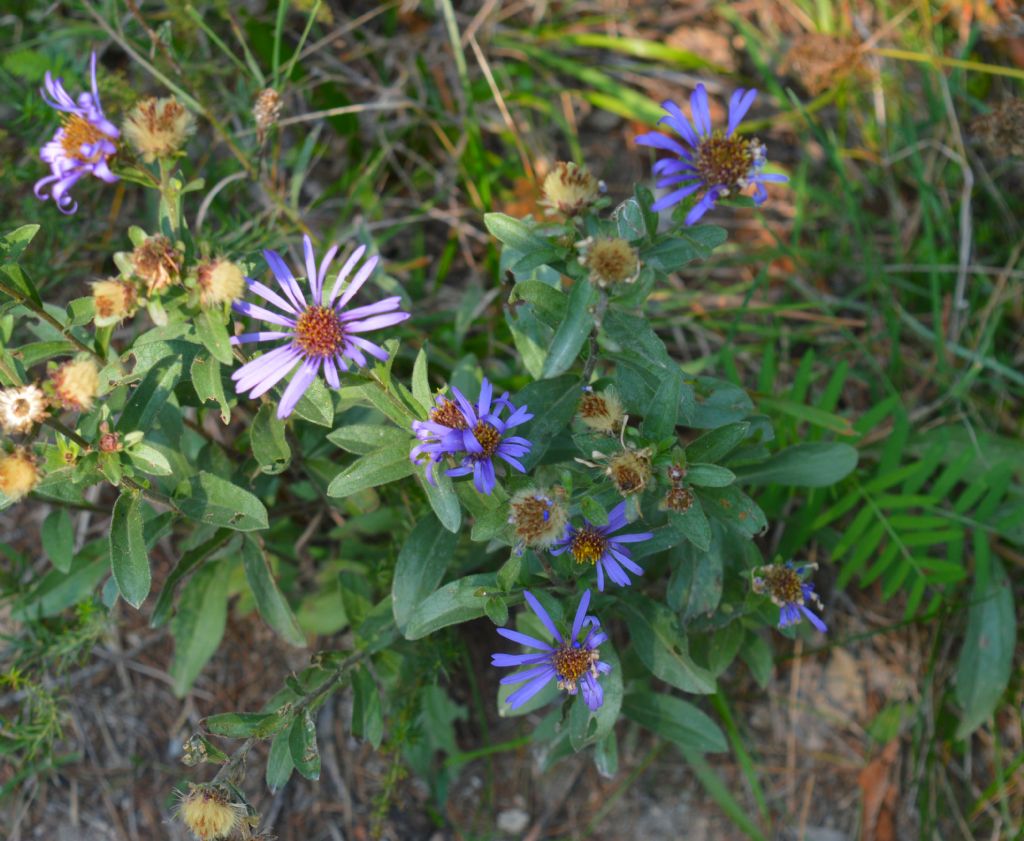 Symphyotrichum novi-belgii