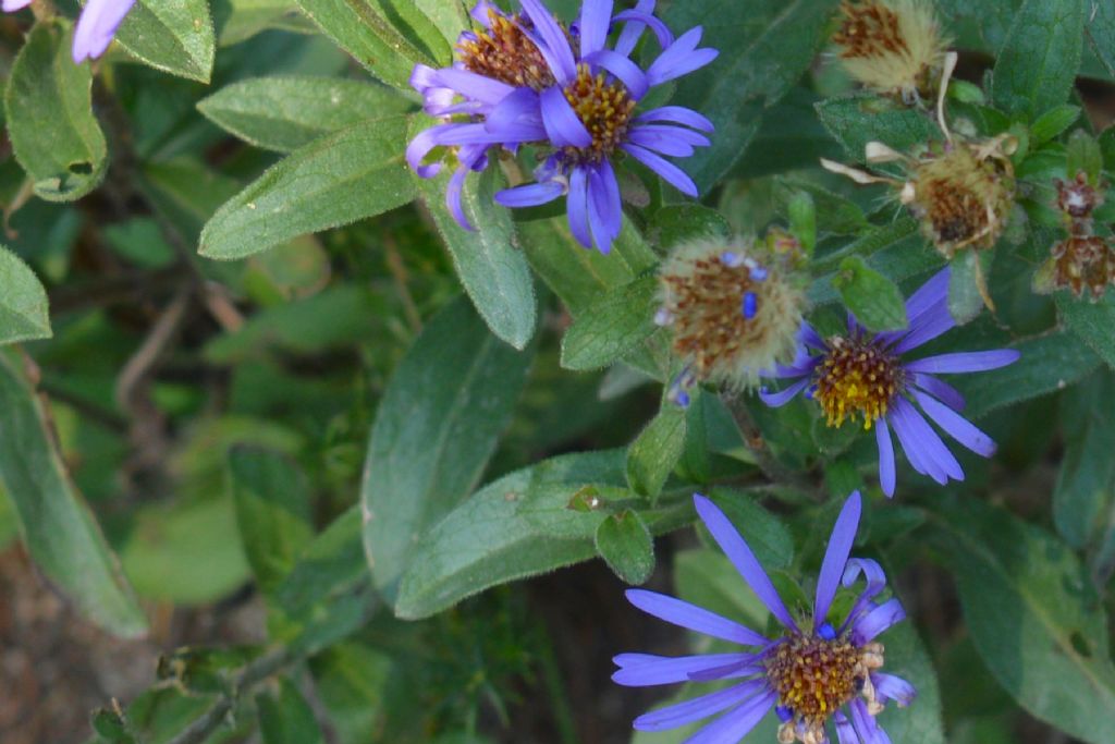 Symphyotrichum novi-belgii