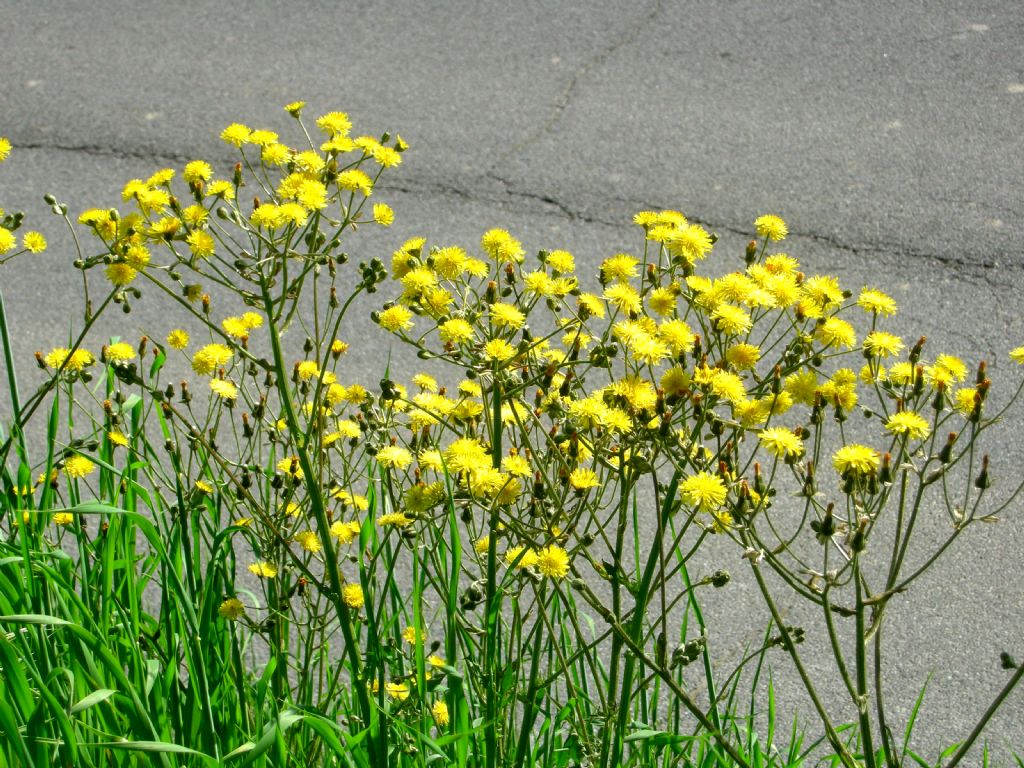 Crepis vesicaria