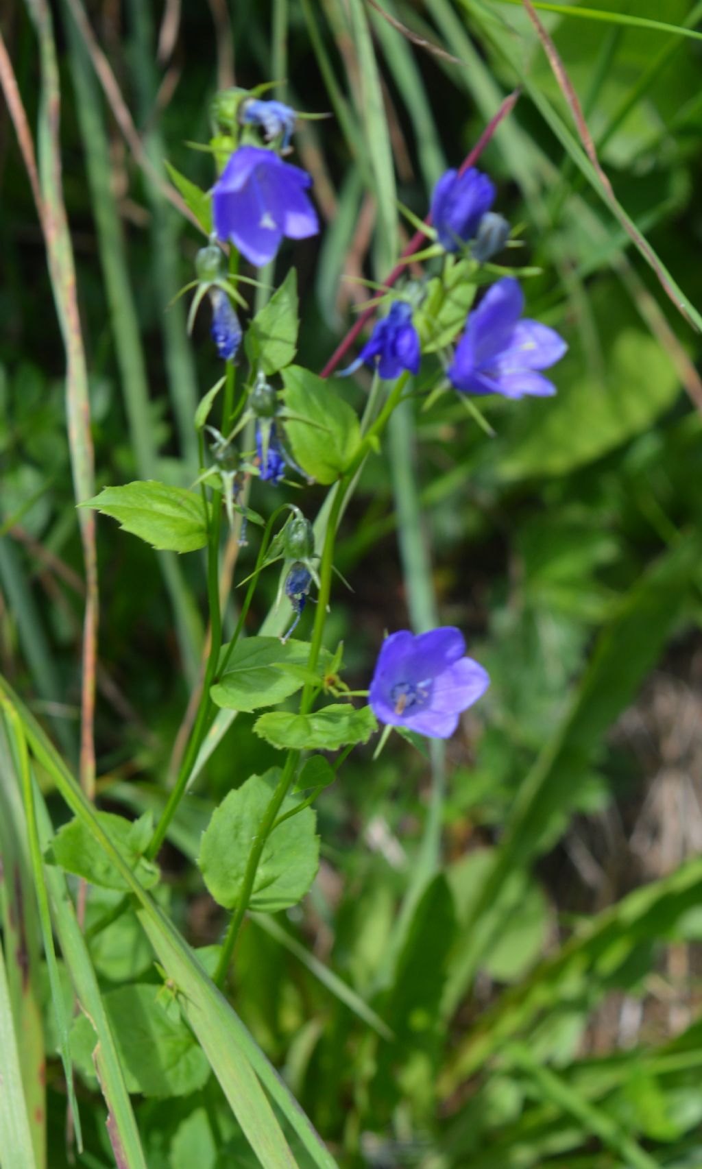 Campanula rhomboidalis