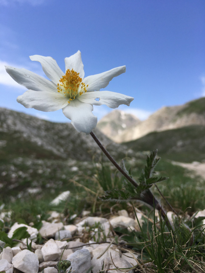 Pulsatilla alpina (Ranunculaceae)