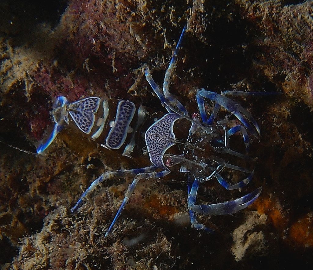 Periclimenes amethysteus ?