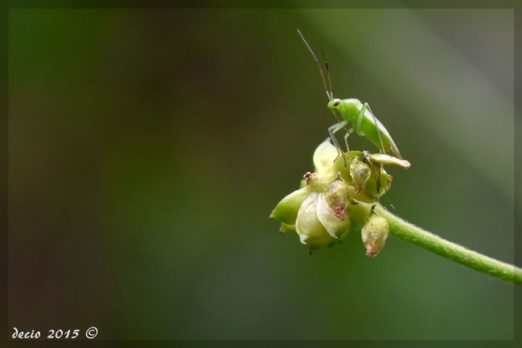 Miridae: Calocoris affinis