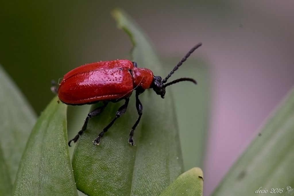 Lilioceris lilii (Chrysomelidae)
