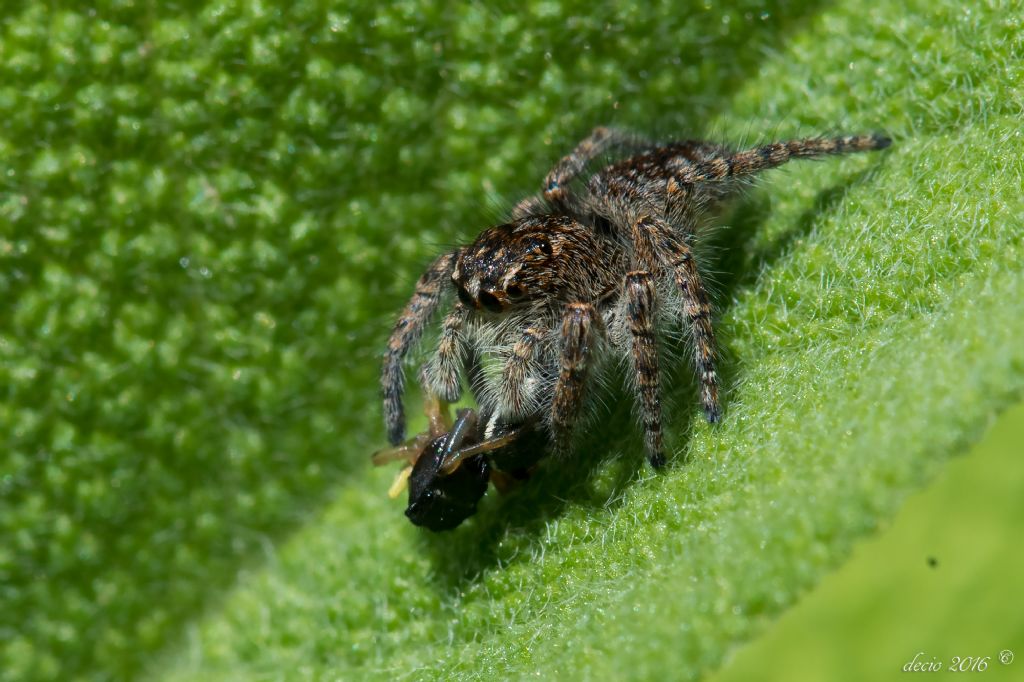 Salticidae:  Philaeus chrysops ed Evarcha sp - Firenze