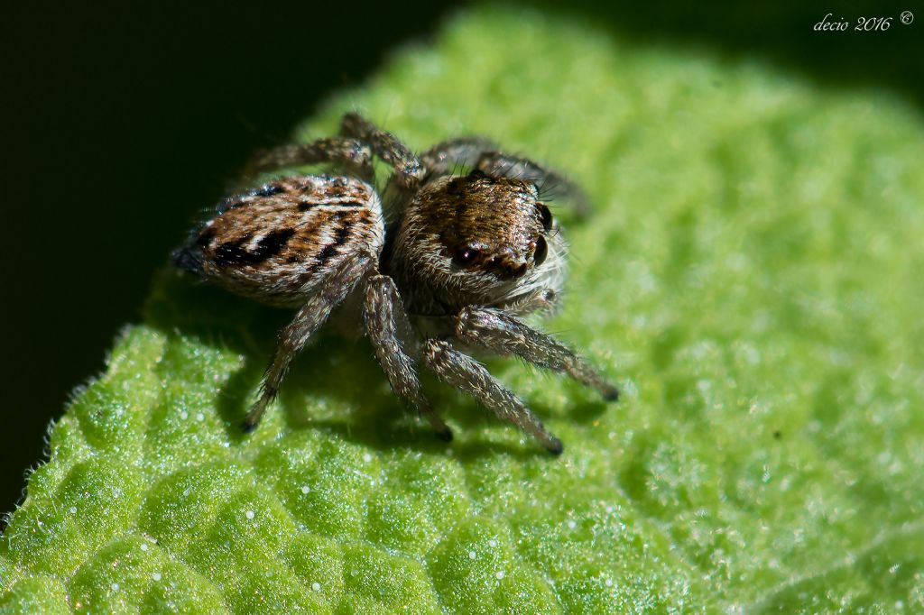 Salticidae:  Philaeus chrysops ed Evarcha sp - Firenze