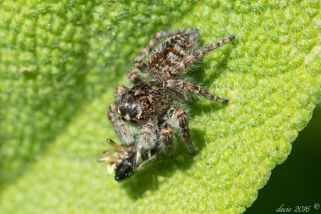 Salticidae:  Philaeus chrysops ed Evarcha sp - Firenze