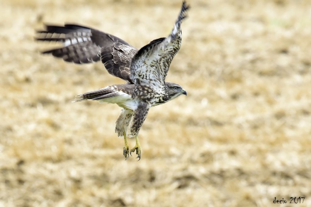 Identificazione rapace:  Poiana (Buteo buteo)