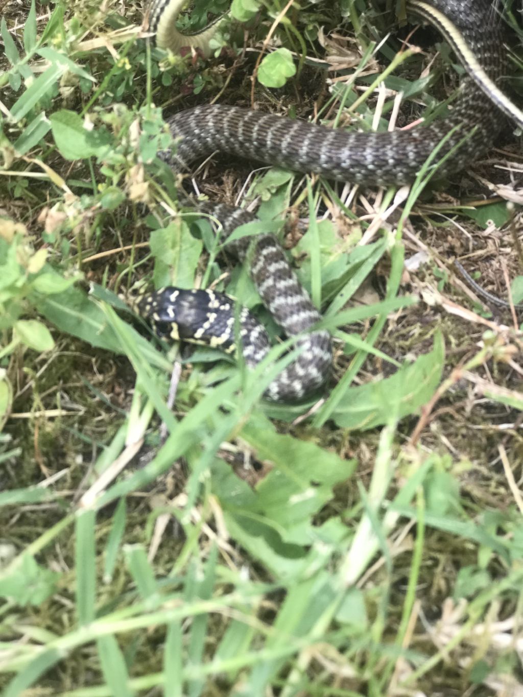 Riconoscimento serpente:  Biacco (Hierophis viridiflavus)