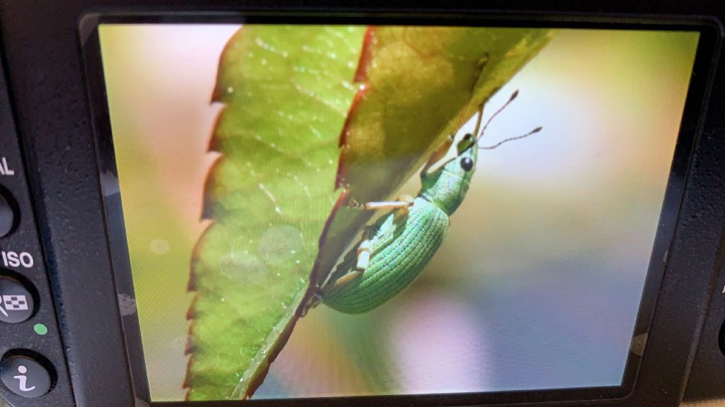Curculionidae: Polydrusus formosus