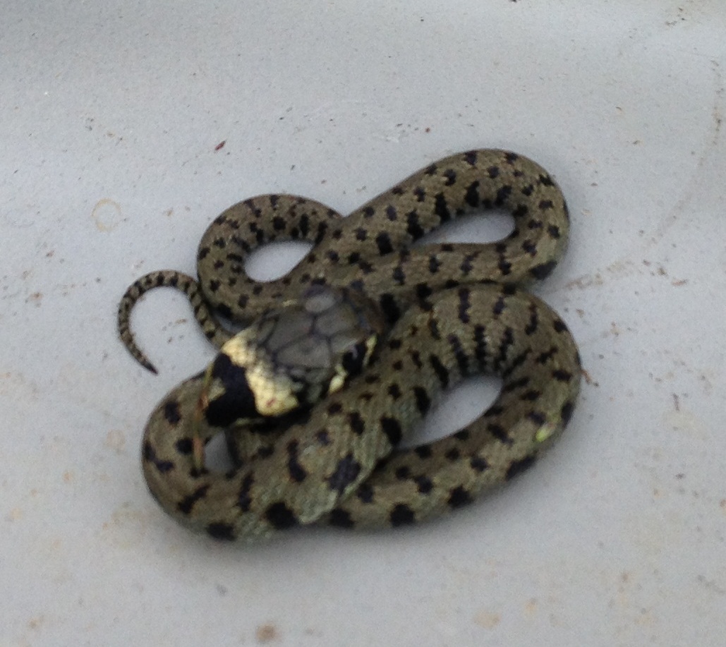 Giovane Natrix natrix