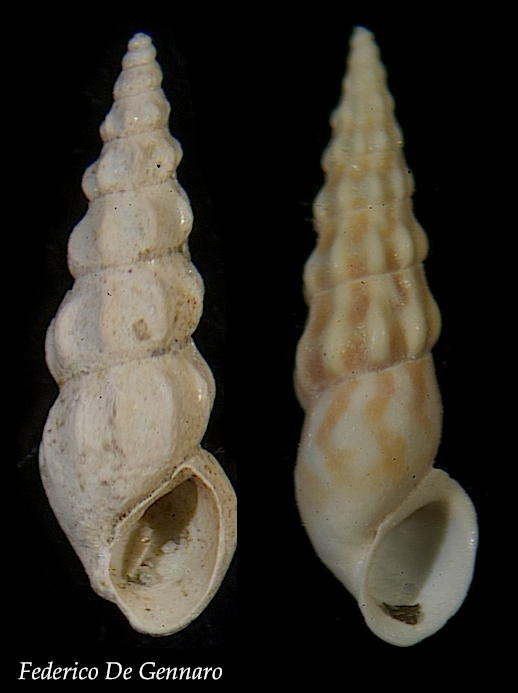 Rissoa angulatacuta?