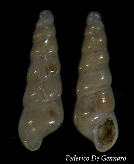 Eulimella?