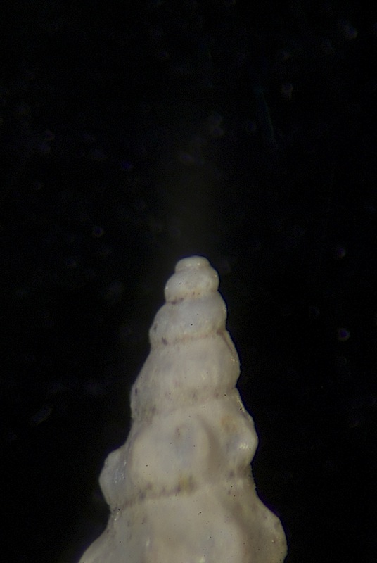 Rissoa angulatacuta?