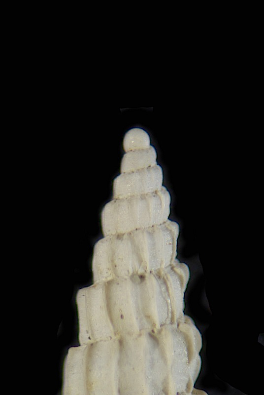 Turbonilla o Chrysallida?