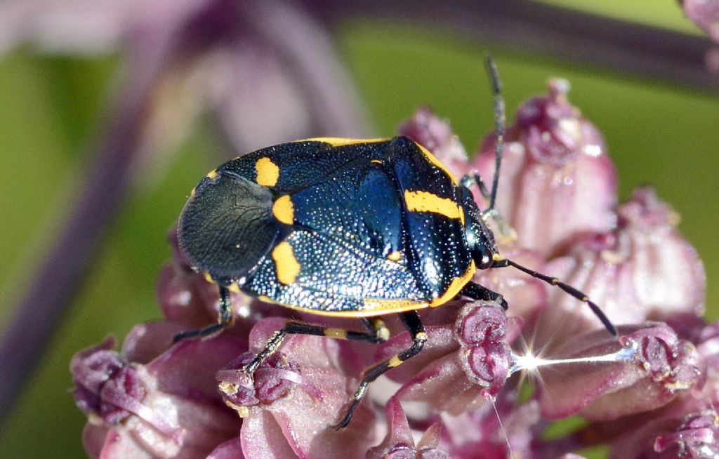 Pentatomidae: Eurydema oleracea