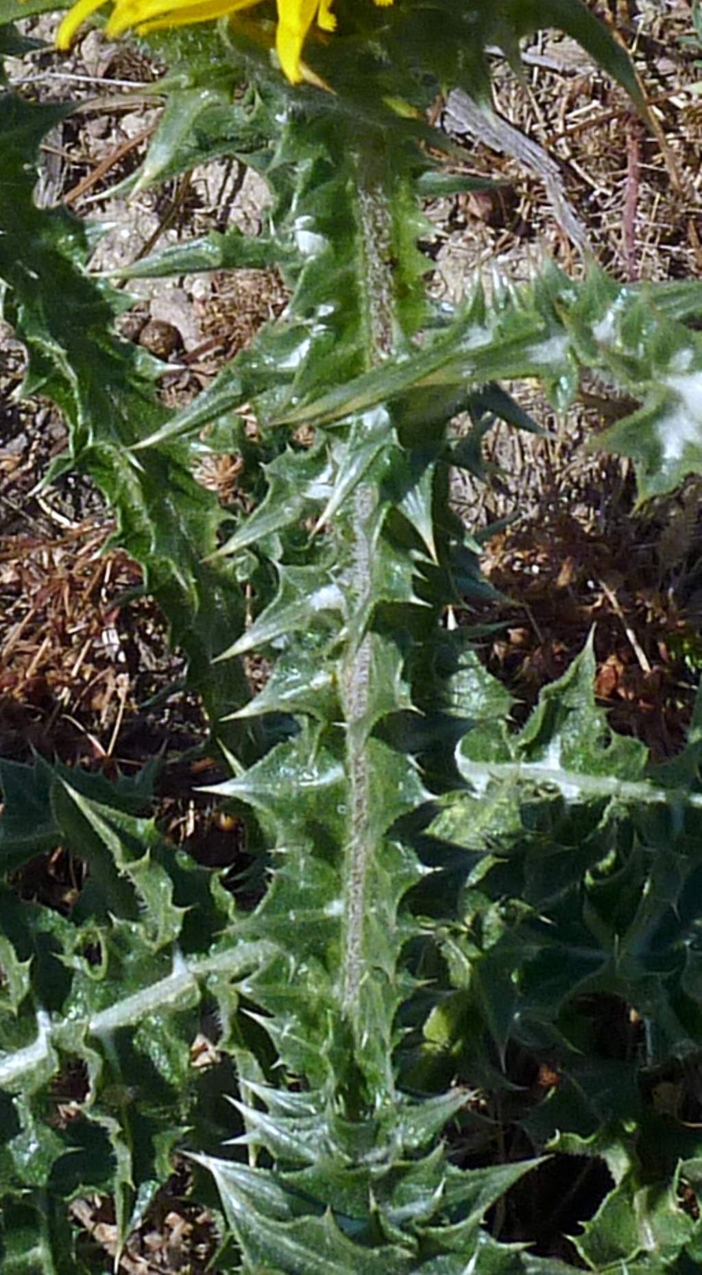 Scolymus grandiflorus / Cardogna maggiore