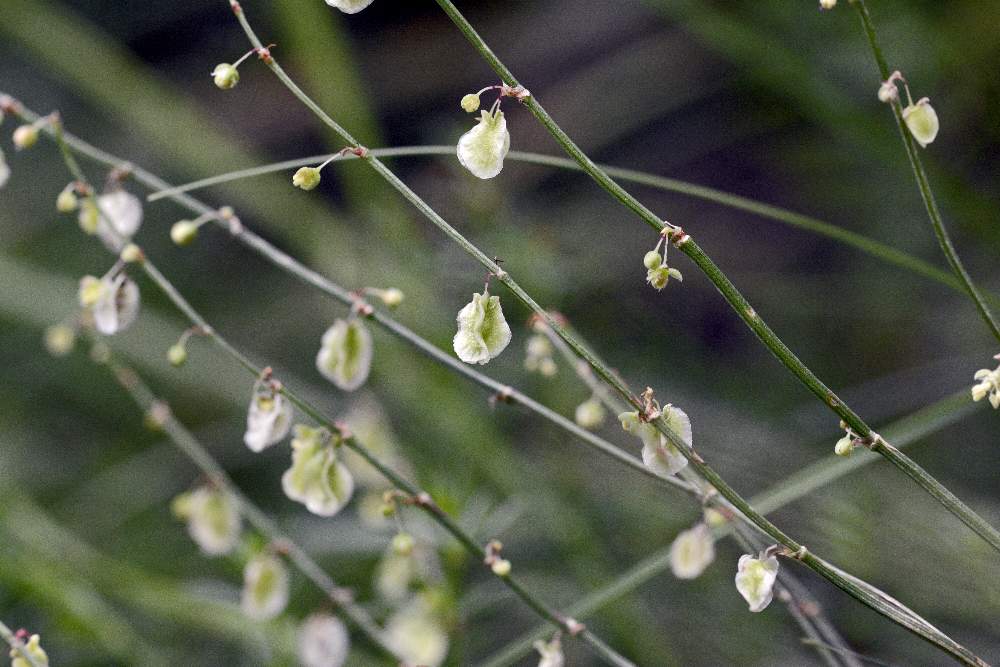 Rumex scutatus