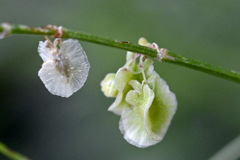 Rumex scutatus