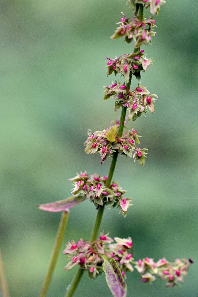 Ancora un Rumex da ID