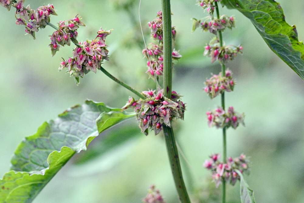 Ancora un Rumex da ID