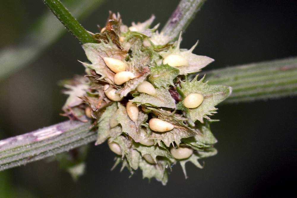 Ancora un Rumex da ID