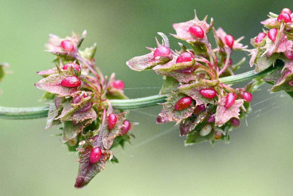 Ancora un Rumex da ID