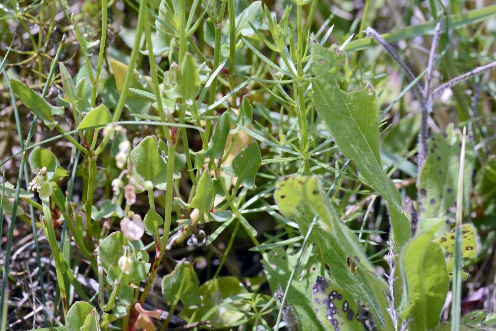 Rumex scutatus