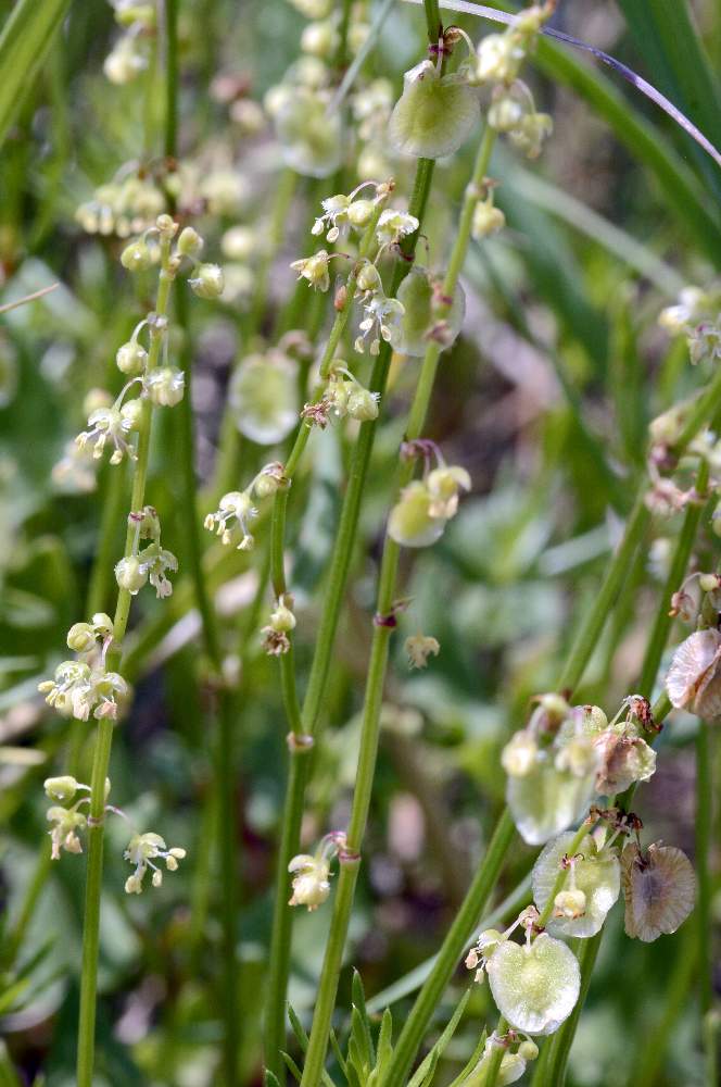 Rumex scutatus