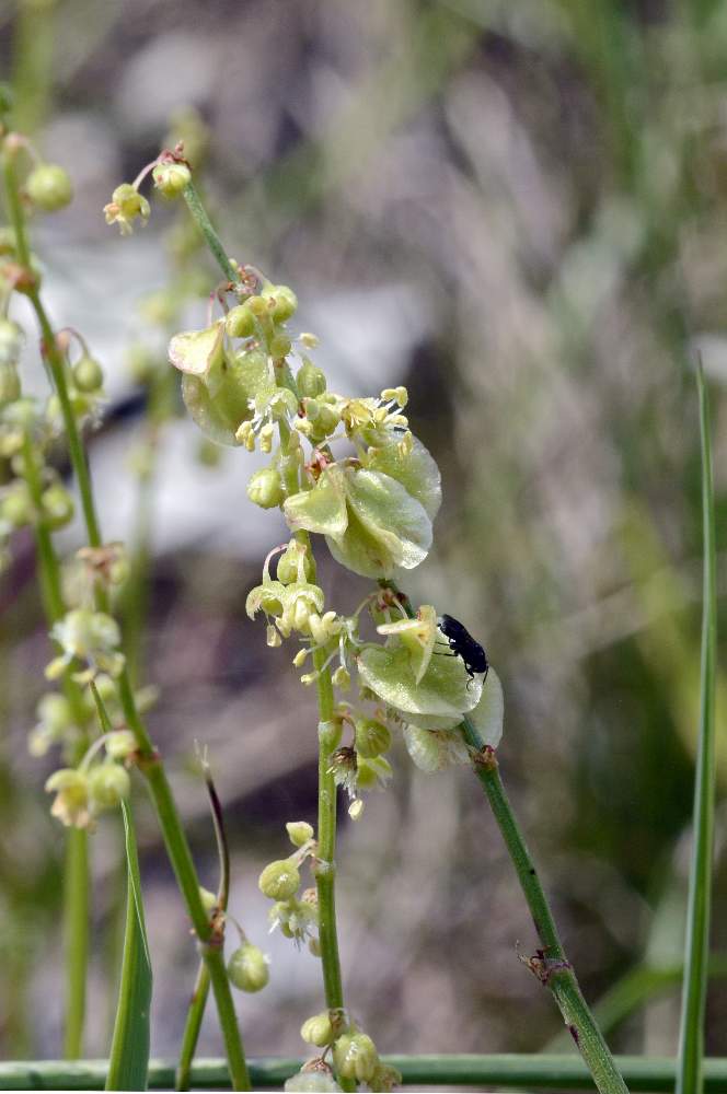 Rumex scutatus