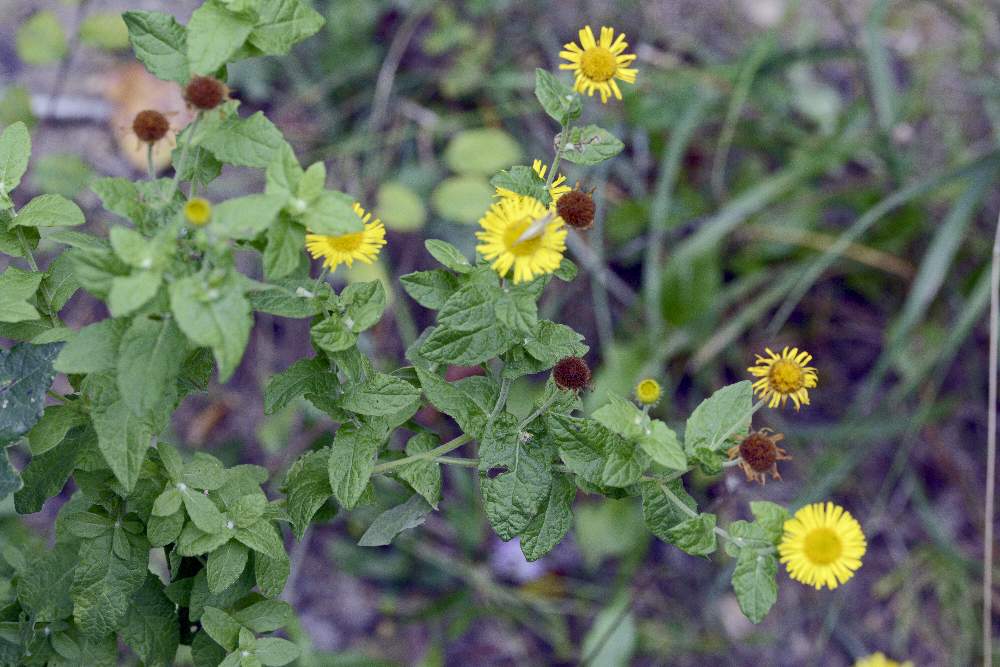 Pulicaria dysenterica