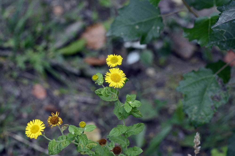 Pulicaria dysenterica